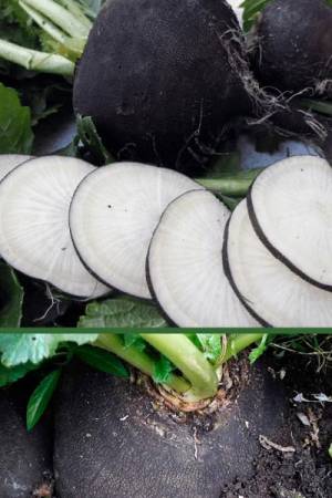 Редька Негритянка