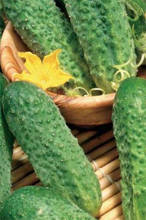 Огурец Анника F1 