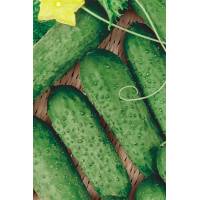 Огурец Артист F1