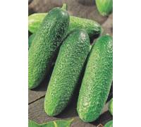 Огурец Гинга F1