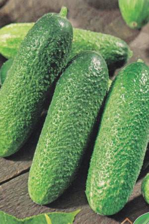 Огурец Гинга F1