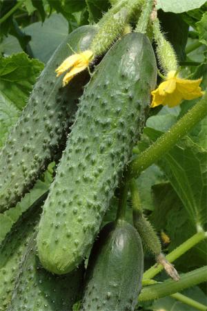 Огурец Изящный 0.6 гр