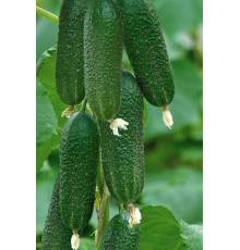 Огурец Элизабет F1