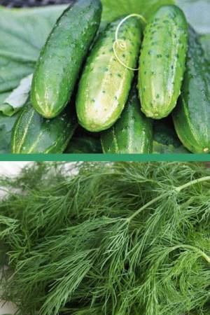 Огурец Конкурент 0.3 гр  | Укроп Богатолистный 1 гр