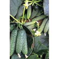 Огурец Коринна F1 