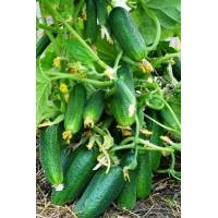 Огурец Кустовой 0.6 гр