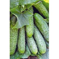 Огурец Маша F1