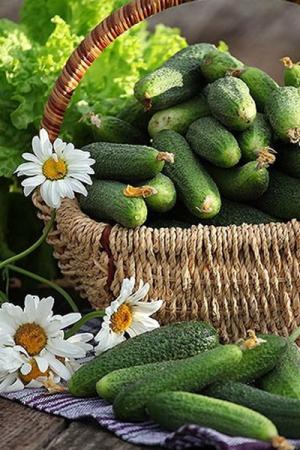 Огурец Меренга F1