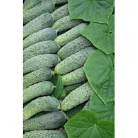 Огурец Мирабелл F1 (Герман)