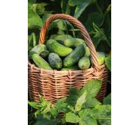 Огурец Пальчик 0.6 гр