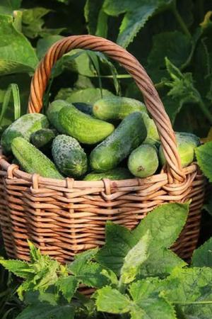 Огурец Пальчик 0.6 гр