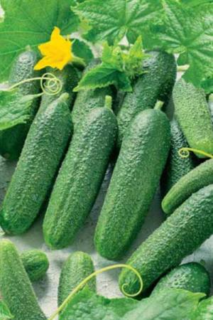 Огурец Перента F1 - 0.6 гр
