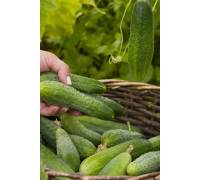 Огурец Тополек F1 - 10 шт