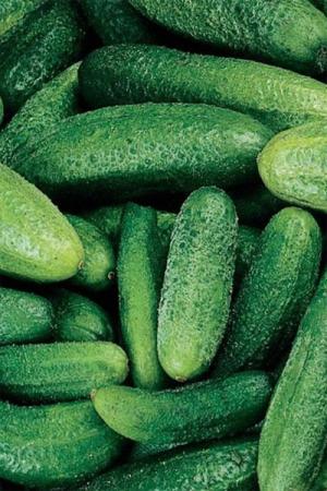 Огурец Верасень 