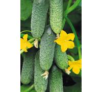 Огурец Альшаны F1