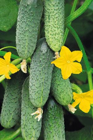 Огурец Альшаны F1