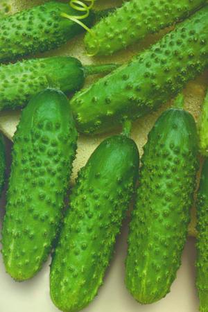 Огурец Ансгар F1