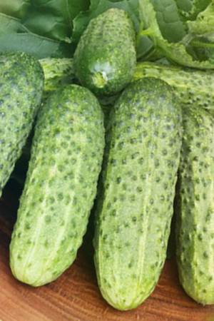 Огурец Анулька F1