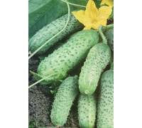 Огурец Ашока F1
