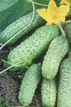 Огурец Ашока F1