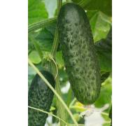 Огурец Атик F1