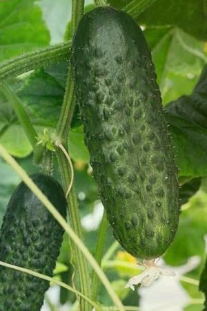 Огурец Атик F1