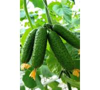 Огурец Малец-Удалец F1