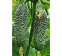 Огурец Балкан F1