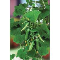 Огурец Балконное Чудо F1