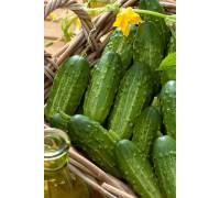 Огурец Борис F1 корнишон