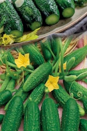 Огурец Хрумка F1