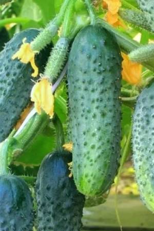 Огурец Кураж F1