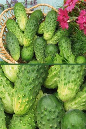 Огурец Мотылёк F1