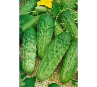 Огурец Надежда F1