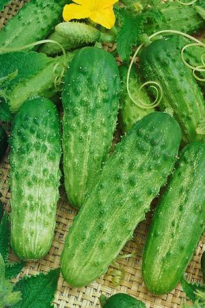 Огурец Надежда F1