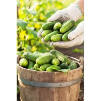 Огурец Соленые уши F1 - корнишон