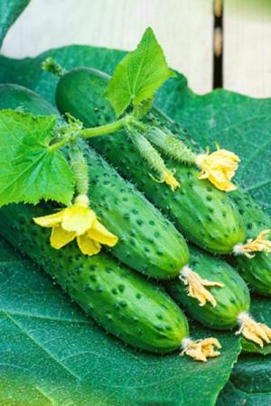 Огурец Спино F1