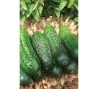 Огурец Вясёлка F1