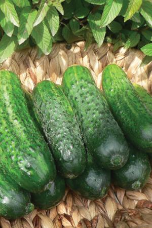 Огурец Вясёлка F1
