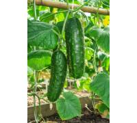 Огурец Зеленый крокодил - подарок
