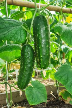 Огурец Зеленый крокодил - подарок