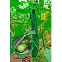 Огурец Аллигатор 4 F1