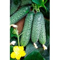 Огурец Бьерн F1