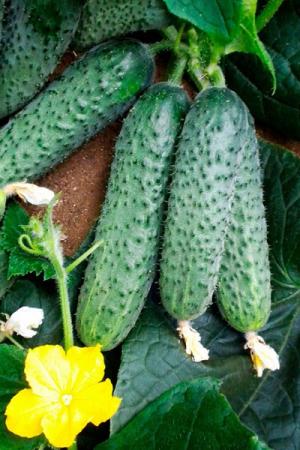 Огурец Бьерн F1