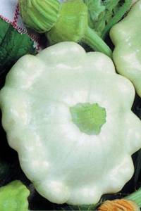 Патиссоны Белые