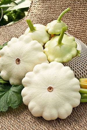 Патиссон Зонтик