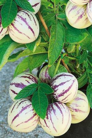 Дынная груша (Пепино) Рамзес