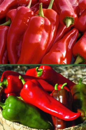 Перец Аллигатор