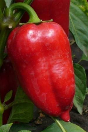 Перец Арамис F1