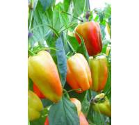 Перец Барби F1